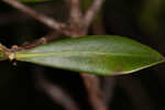 Buckwheat tree <BR>Black titi